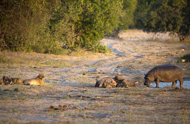 Open Wide: Hippo Scares Off Lioness And Cubs To Secure Elephant Carcass