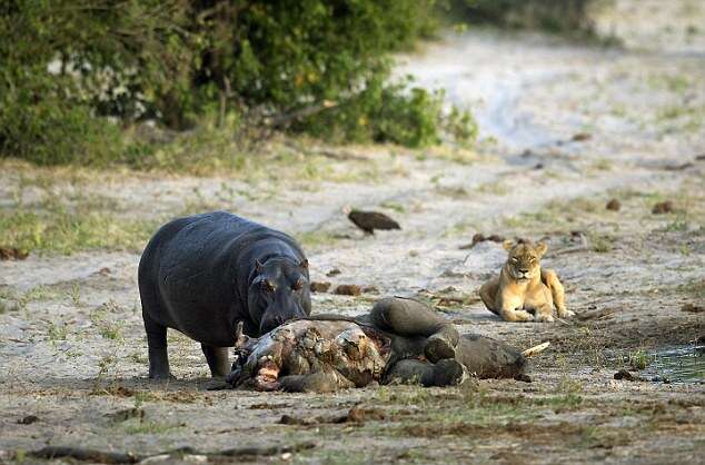 Open Wide: Hippo Scares Off Lioness And Cubs To Secure Elephant Carcass