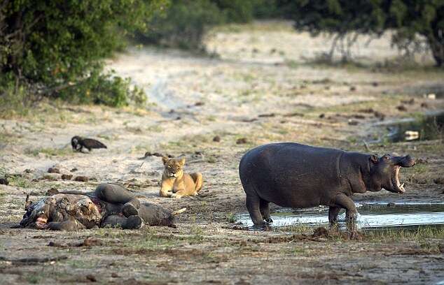 Open Wide: Hippo Scares Off Lioness And Cubs To Secure Elephant Carcass