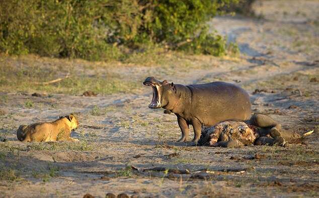 Hipopótamo espanta leoa e seus filhotes de restos de elefante para saciar sua fome