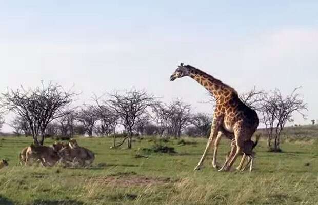 Vídeo incrível mostra girafa encarando leões