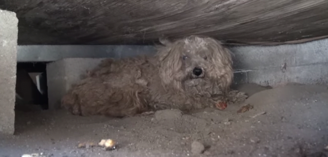 Cão vive debaixo de galpão durante um ano
