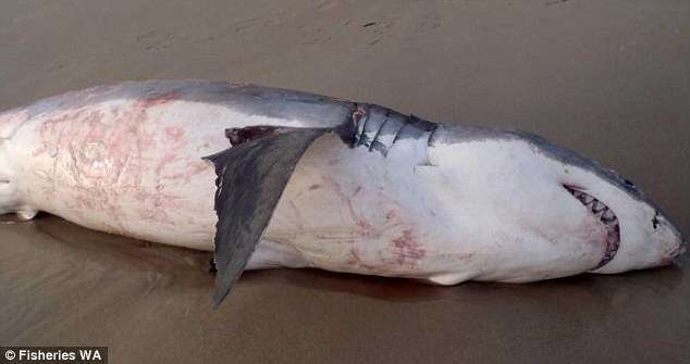 Vídeo mostra tubarão branco se debatendo antes de morrer