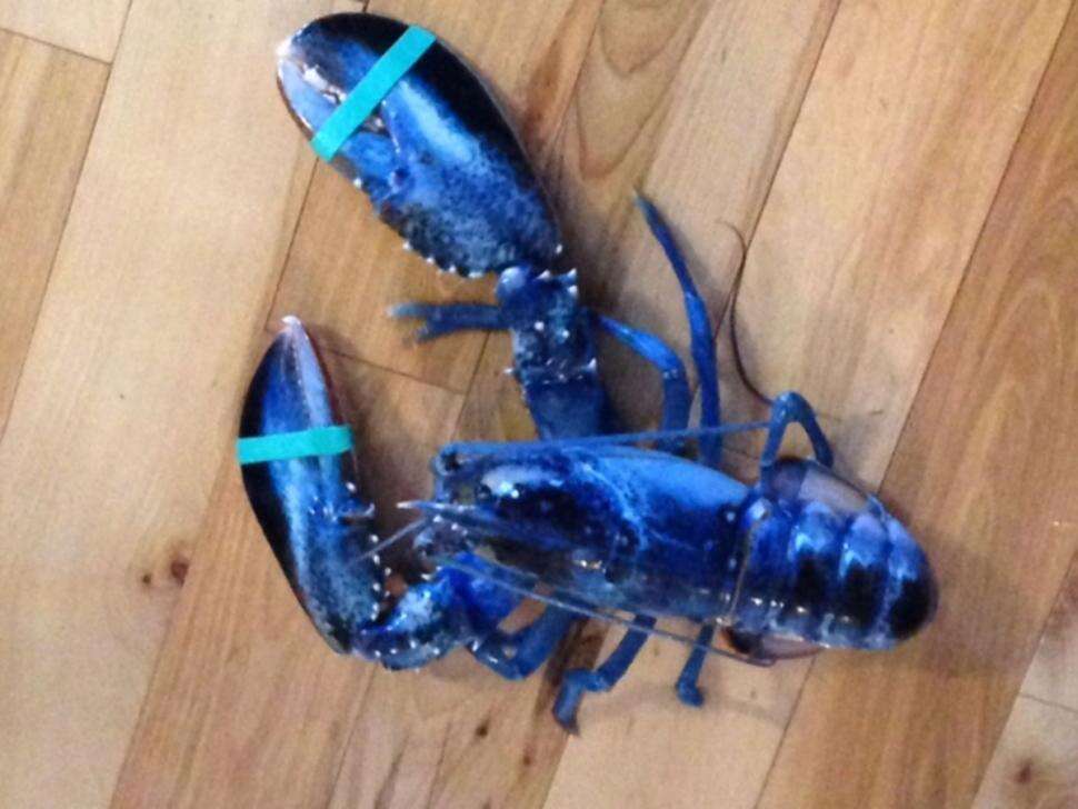 Adolescente encontra rara lagosta azul