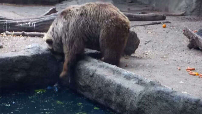 Urso salva pássaro de se afogar em zoológico