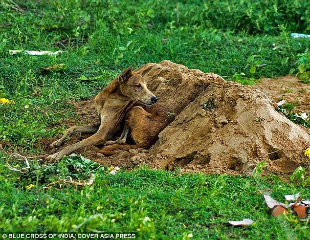 Cão leal passa semanas deitado em túmulo de seu dono