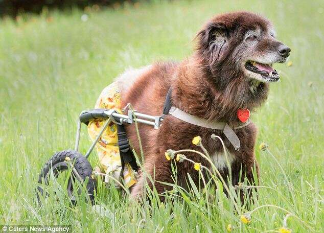Cão que foi deixado paralisado consegue andar graças à cadeira de rodas adaptada Cão que foi deixado paralisado consegue andar graças à cadeira de rodas adaptada