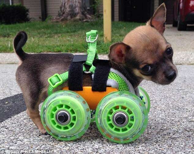 Chihuahua que nasceu sem patas dianteiras ganha cadeira de rodas