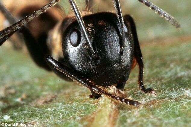 Formigas zumbis são descobertas por cientistas