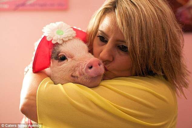 Conheça o porco mais mimado do mundo