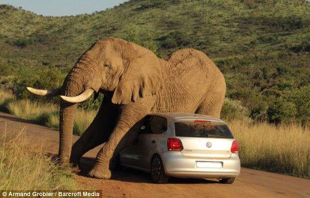 Elefante é flagrado usando carropara se coçar
