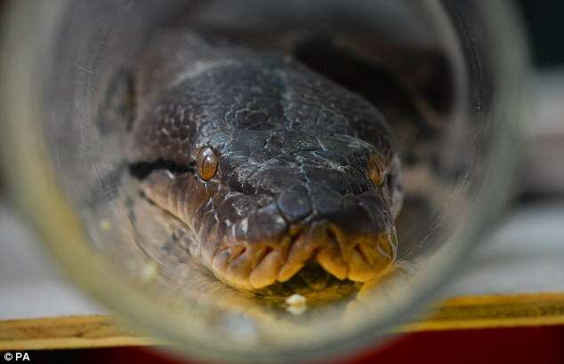 Família descobre que suposto fantasma que assombrava sua casa era apenas um cobra