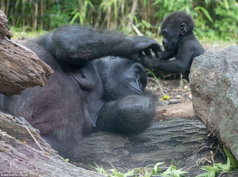 Filhote de gorila é flagrado tentando acordar sua mãe para brincar