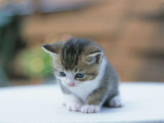 Gatinho aprendendo a andar