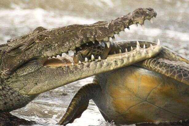 Fotógrafo captura momento incrível em que crocodilo devora tartaruga