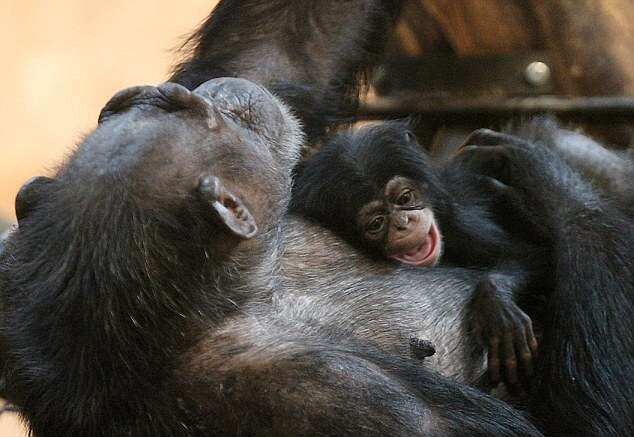 Fotos comoventes mostram chimpanzé agarrado à sua mãe pela primeira vez