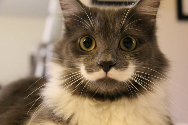 Gatinho com lindo bigode branco faz sucesso na web