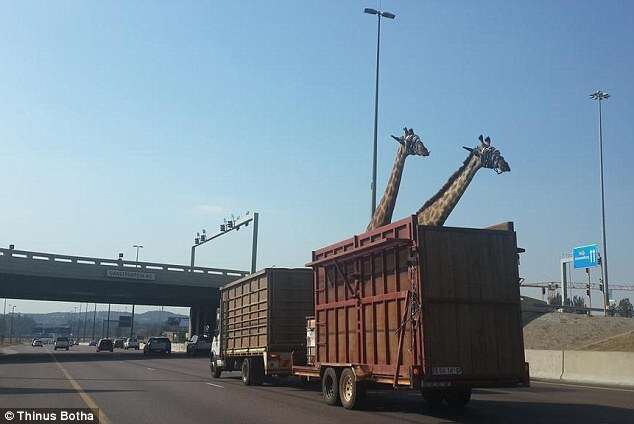 Girafa morre após bater cabeça em ponte