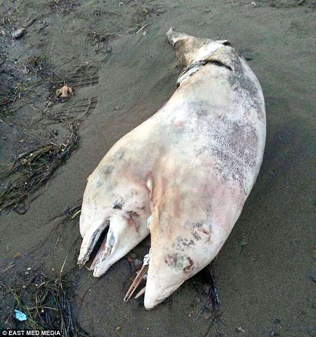 Golfinho de duas cabeças é encontrado em praia