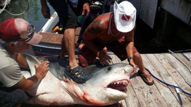 Homem captura tubarão gigante