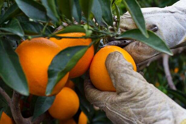 Homem é “apedrejado” até a morte por laranjas