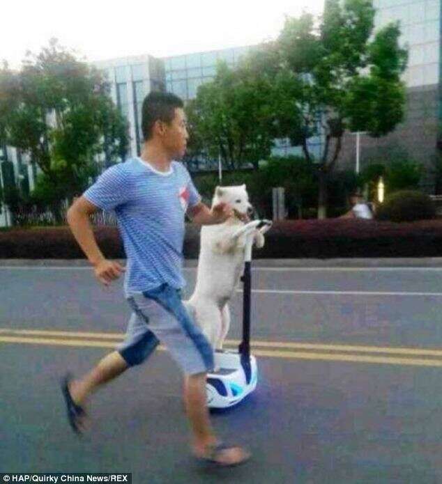 Homem flagra cão em scooter levando dono para um passeio