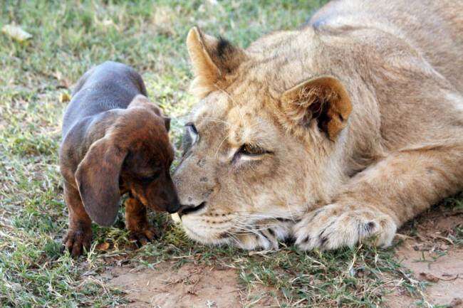 Leão e cão salsicha
