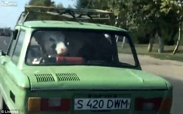 Motorista flagra vaca sendo levada em carro Motorista flagra vaca sendo levada em carro