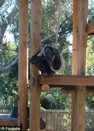 Orangotango finge se enforcar diante de espectadores