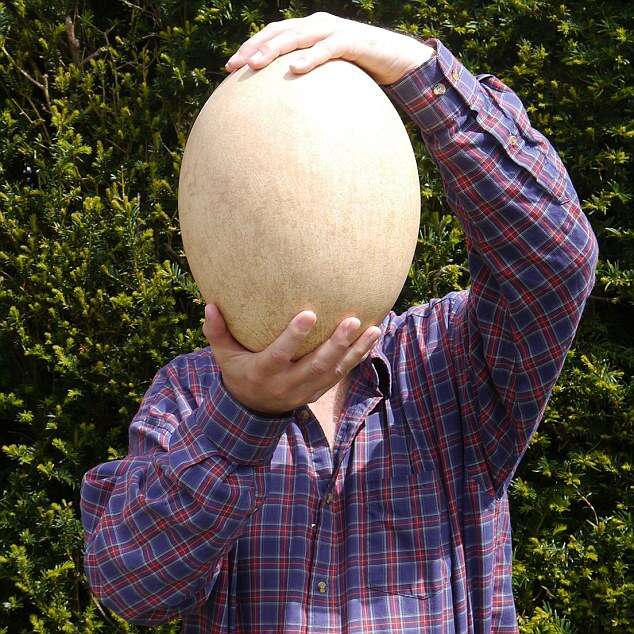 Ovo mais antigo do mundo vai a leilão