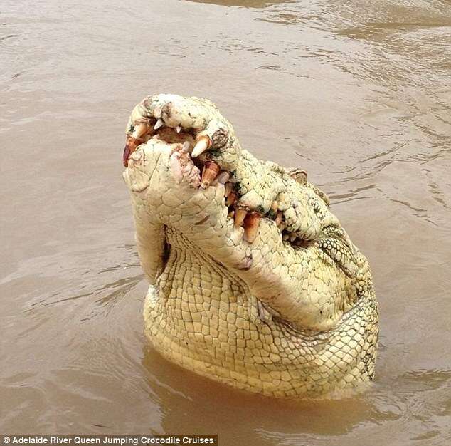 Pescador é devorado por enorme crocodilo
