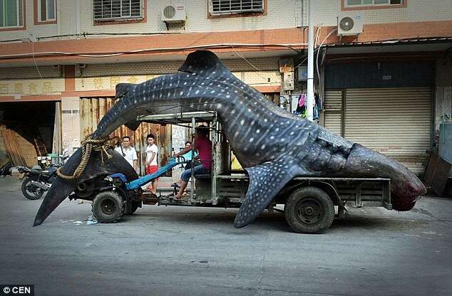 Pescador transporta enorme tubarão-baleia em trator.