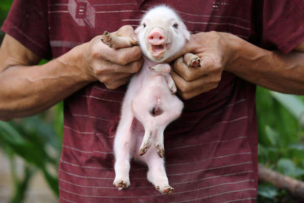 Porco nasce com oito patas na China