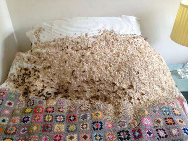 Proprietário de residência se assusta ao encontrar enorme ninho de vespas em cama