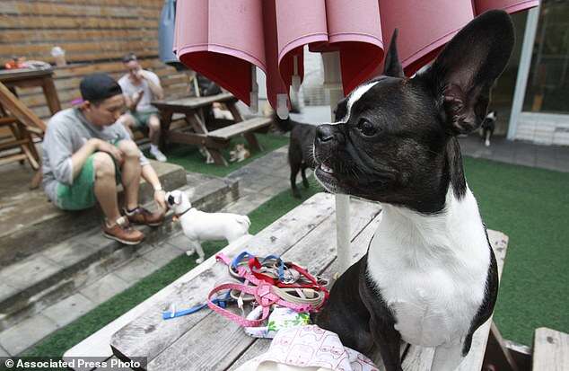 South Korea Dogs Dying Delicacy