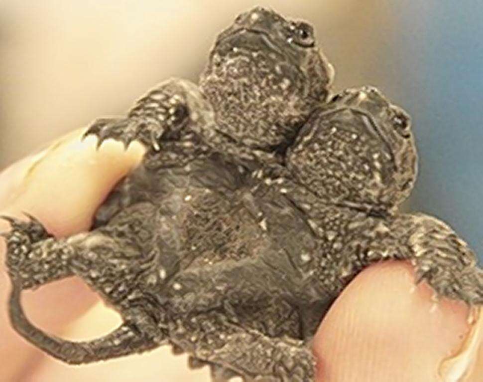 Tartaruga de duas cabeças é descoberta