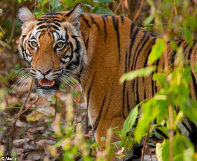 Tigre agarra mulher e arrasta para dentro de floresta