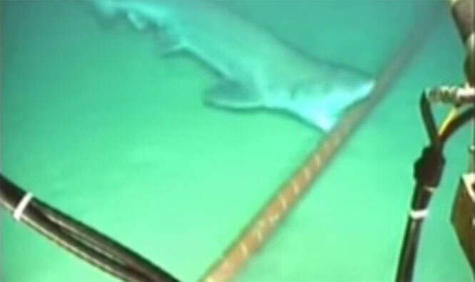 Cabo submarino do Google atrai tubarões