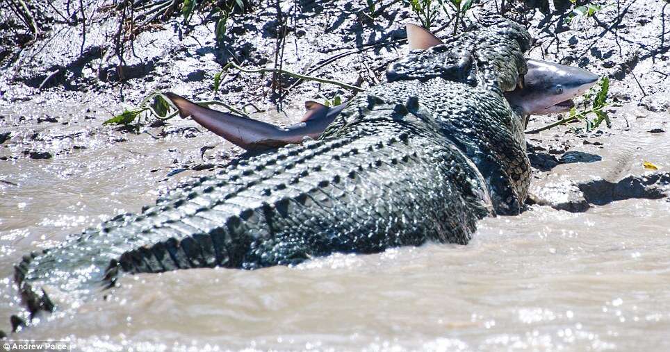 Veja o momento incrível em que crocodilo enorme devora tubarão