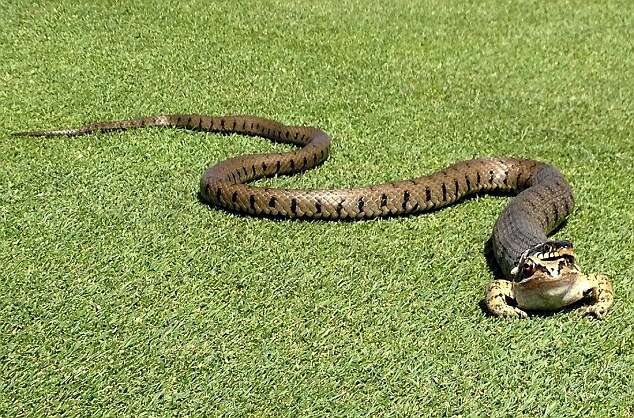 Sapo quase é engolido por cobra em campo de golfe