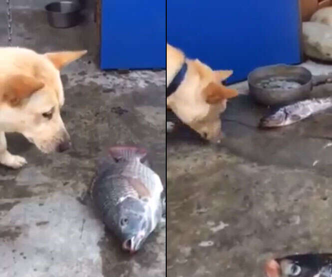 Vídeo de cão desesperado tentando levar água para peixes