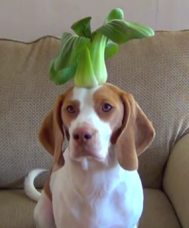 cãozinho equilibrando frutas e vegetais na cabeça faz sucesso