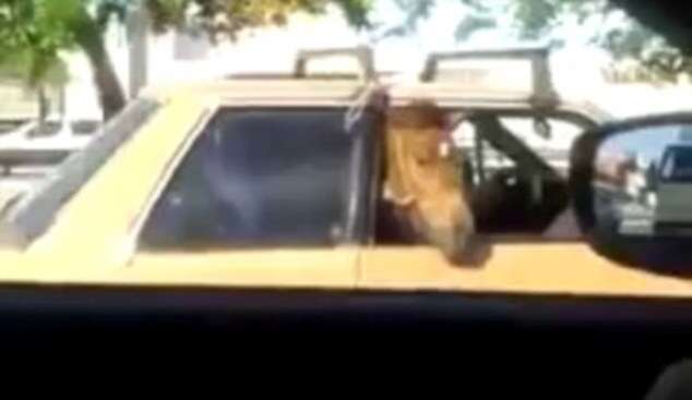 Vídeo de cavalo sendo transportado em carro repercute na web Vídeo de cavalo sendo transportado em carro repercute na web