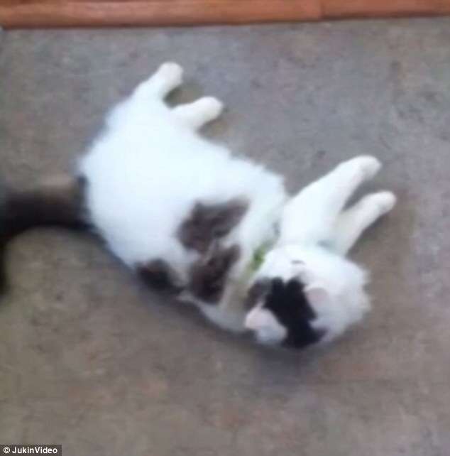 Vídeo de gatinho se fingindo de morto faz sucesso na internet