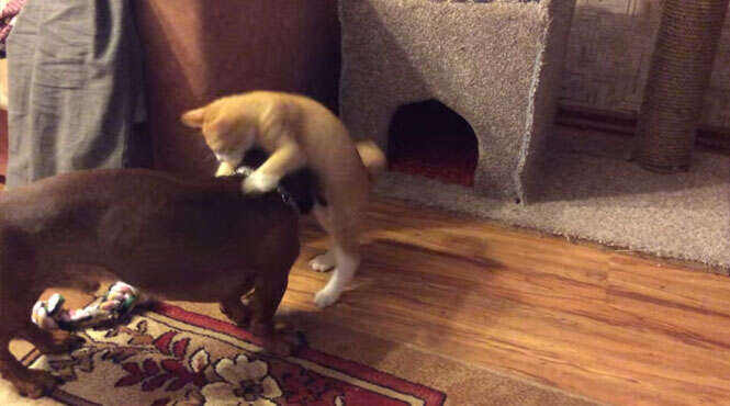 Gato ataca cão