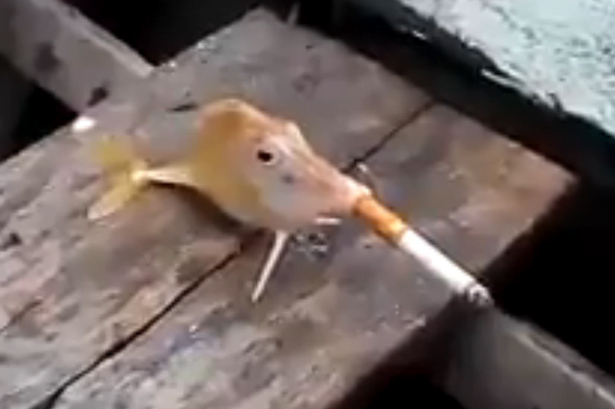 Vídeo de peixe fumando causa revolta.