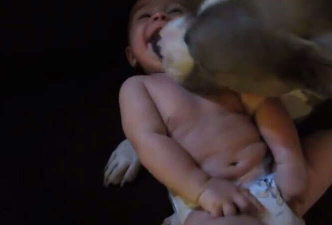 Pitbull fazendo cócegas em bebê faz sucesso na internet