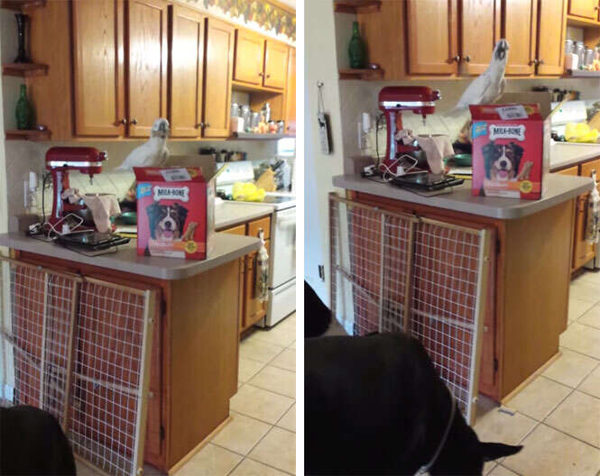 Cacatua roubando petiscos de caixa e jogando para cães faz sucesso na web