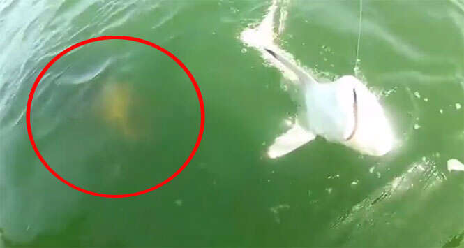 Vídeo flagra momento em que tubarão fisgado é engolido por criatura marinha