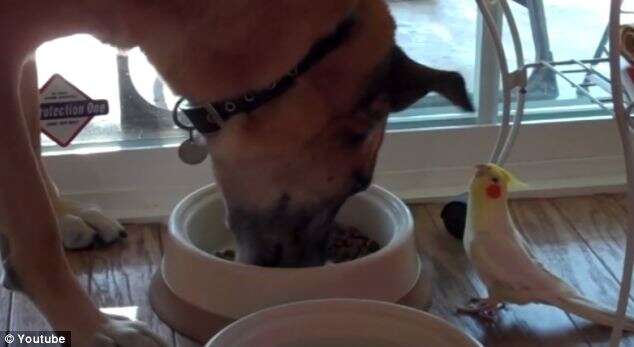 Periquito faz serenata para cão enquanto come seu almoço